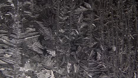 the icey snow on the scots pine trees