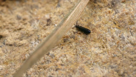 Black-springtail-on-rocky-surface,-macro