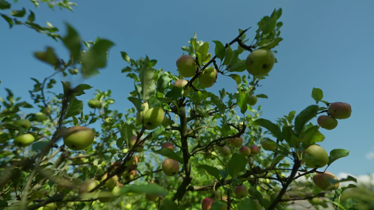 Carrellata laterale di mele mature appese all'albero in una giornata di sole d'estate con cielo azzurro.