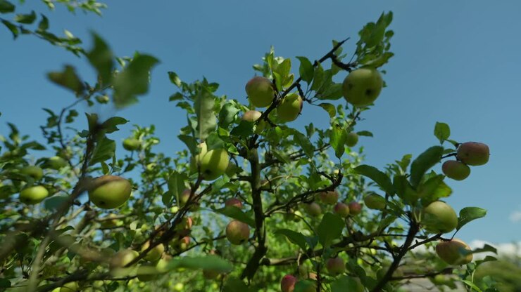 Carrellata laterale di mele mature appese all'albero in una giornata di sole d'estate con cielo azzurro.