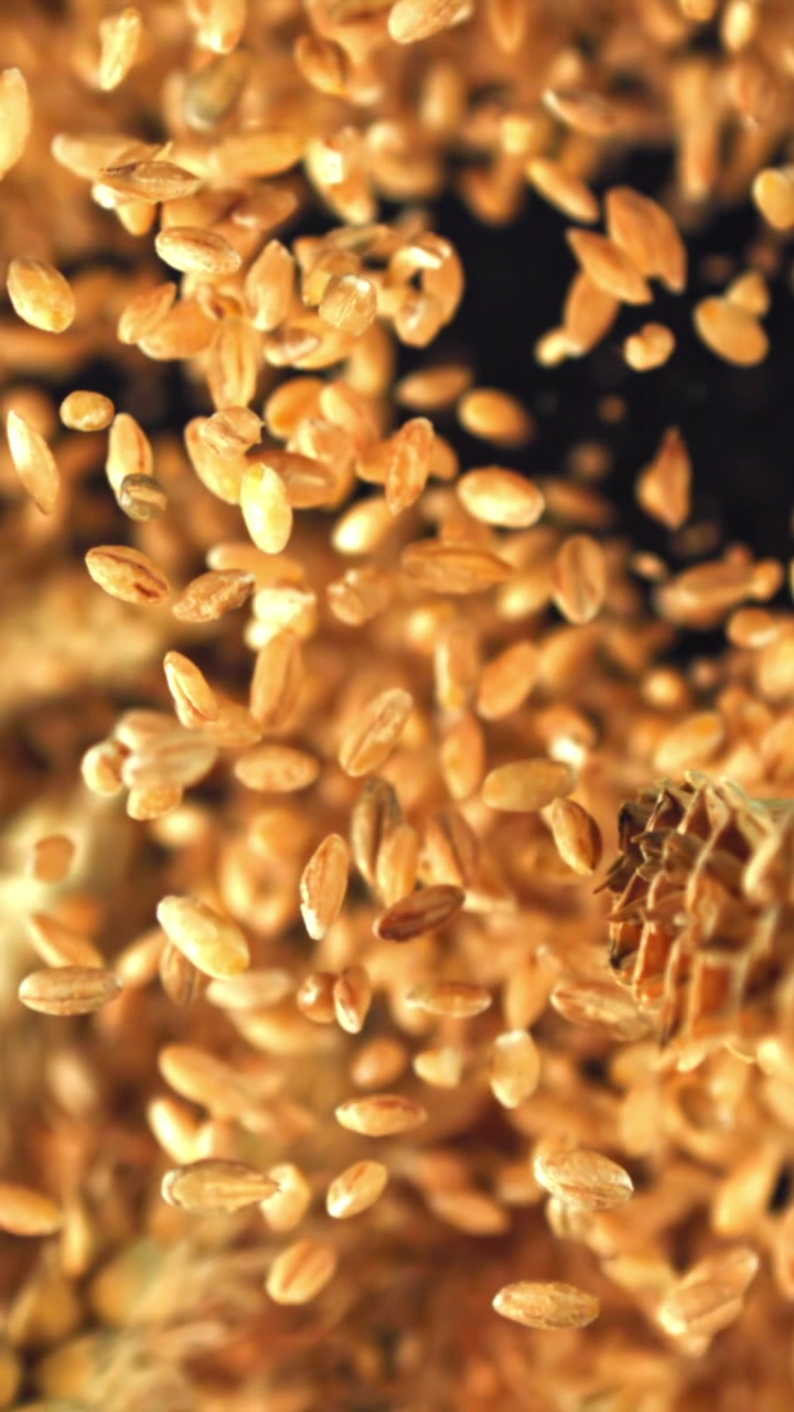 Chicchi di grano dorati e spiga che cadono in super rallentatore