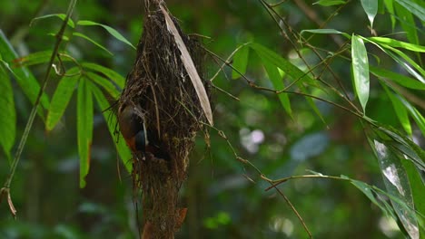 Tief-In-Sein-Nest-Gesehen,-Wie-Es-Seine-Nestlinge-Pflegt-Und-Sein-Nest-Darin-Anordnet