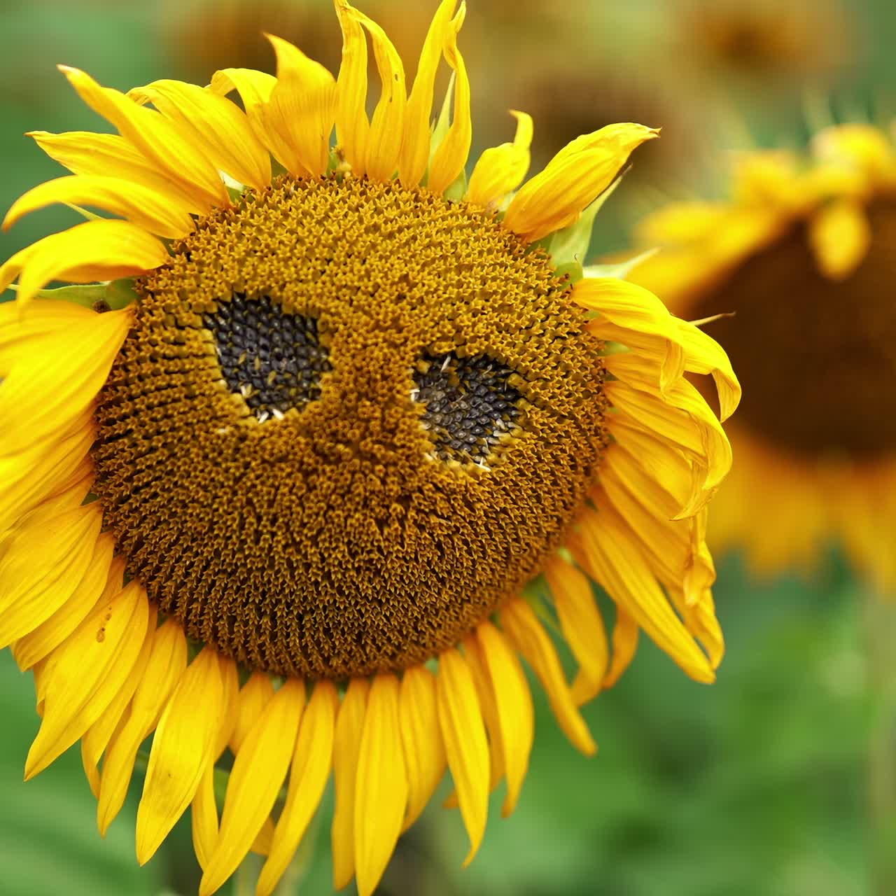 Two holes made in the sunflower that is already starting to fade. Agricultural field of sunflowers at backdrop in blur