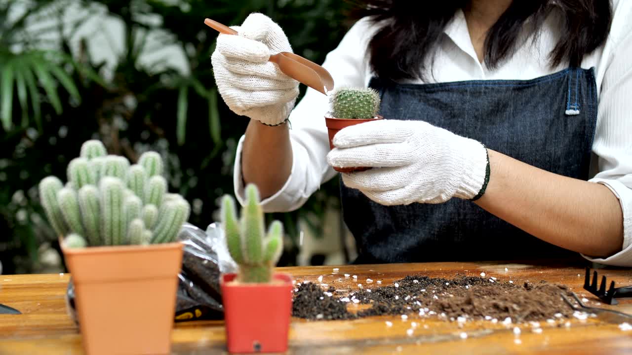 4k cámara lenta de una joven asiática florista plantando cactus