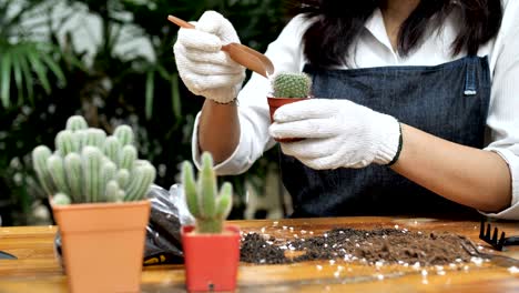 4k slow motion of young asian woman florist planting cactus