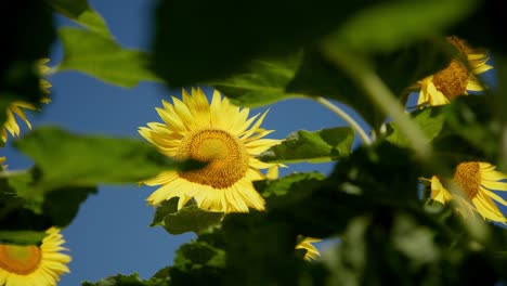 blossom sunflower behind green leaves in a field