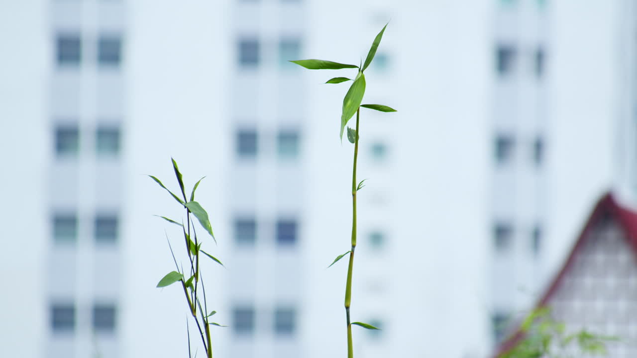 成長する経済のインフラの成長を示唆する建物と屋根の背景で成長する植物または国における自然と都市化の対照だけ