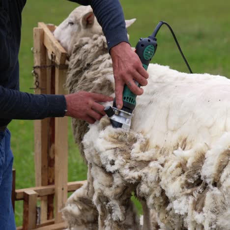 worker shearing beautiful sheep. farmer uses electric clipper to cut sheep's wool on the farm. production of soft ecological wool