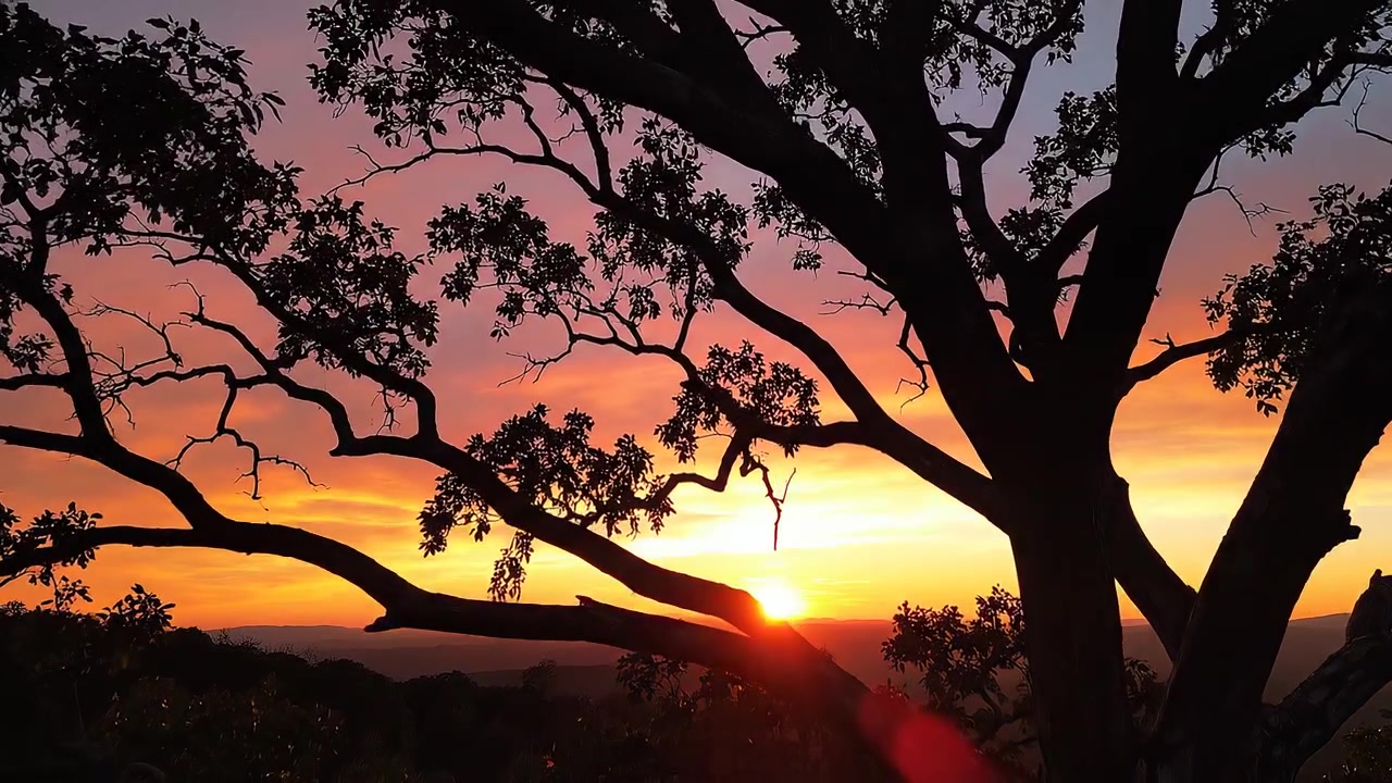 Silhueta de árvore grande contra um pôr do sol vibrante laranja e roxo