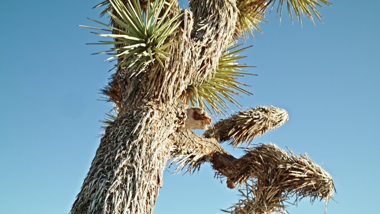 캘리포니아의 조슈아 트리 국립공원 (joshua tree national park) 에 있는 조슈아 나무 (joshua tree) 는 산을 보여주는 영상으로 아래로 기울어져 있다.