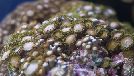 Wunderschöne-Zoanthid-Weichkoralle-Im-Salzwasseraquarium