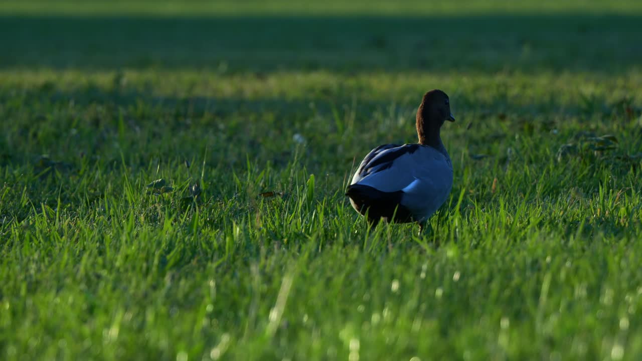 An adult Australian wood duck walking on the grassy lawn of an urban park, close up shot.