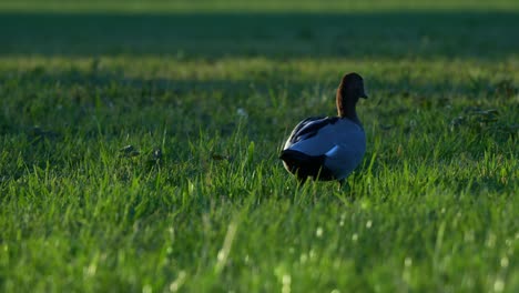 an adult australian wood duck walking on the grassy lawn of an urban park, close up shot.