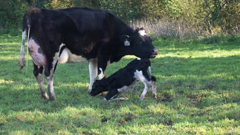 slow motion: day-old new-born baby calf falling over whilst being cleaned