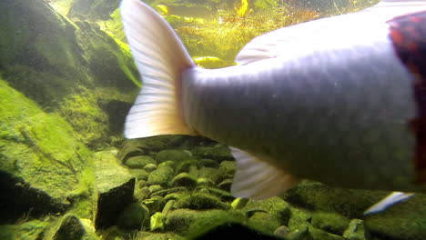 koi i złota rybka pływają i żerują pod wodą w stawie