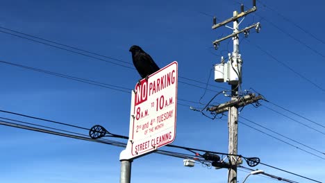 crow on a street sign