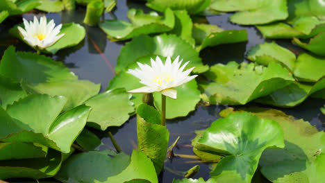 beautiful white lotus flower in lotus pond