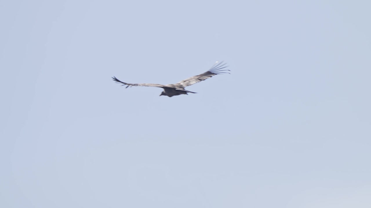 Condor andino che plana nel cielo, Villa de Merlo, Argentina.