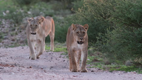 pride of female lions walking at the safari in africa