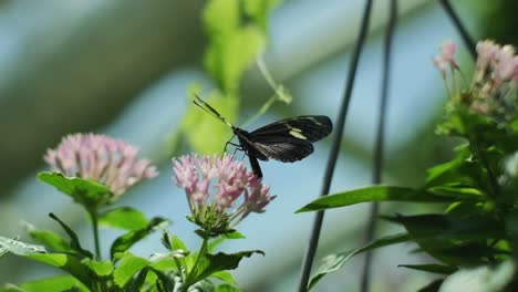 Mariposa-Negra-En-La-Flor-Rosa