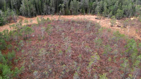 El-Ascenso-Aéreo-Revela-Un-Retoño-En-Crecimiento-En-El-Lodo-De-Los-Humedales-En-El-área-Forestal-De-Pinos