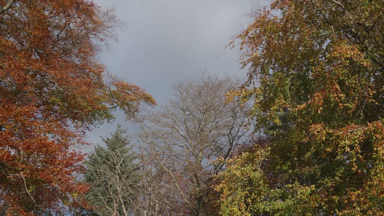 Beech trees in autumn leaf pan to right