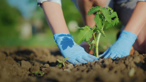 Una-Mujer-Campesina-Pone-Unas-Plántulas-De-Tomate-En-El-Suelo,-Embistiendo-Cuidadosamente-El-Suelo-Alrededor-Del-Brote-4k