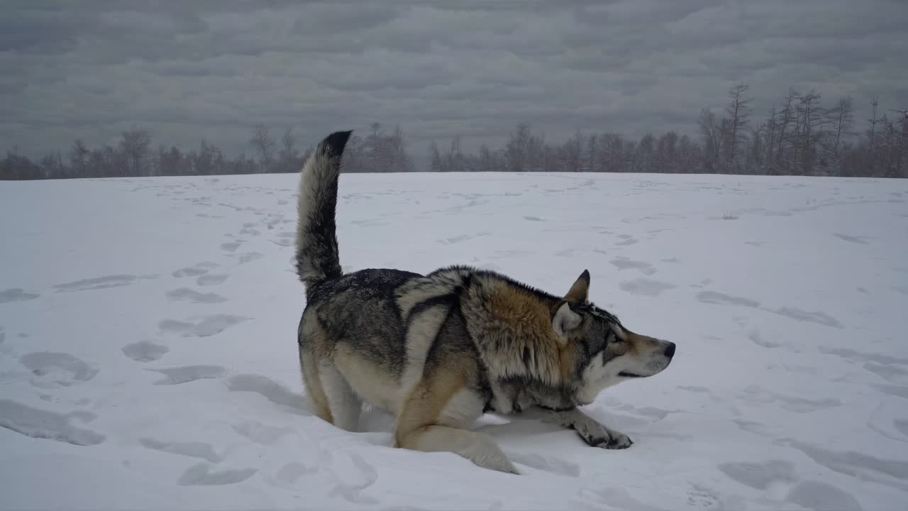 A wolf playfully stretches in a snowy landscape, showcasing nature's beauty