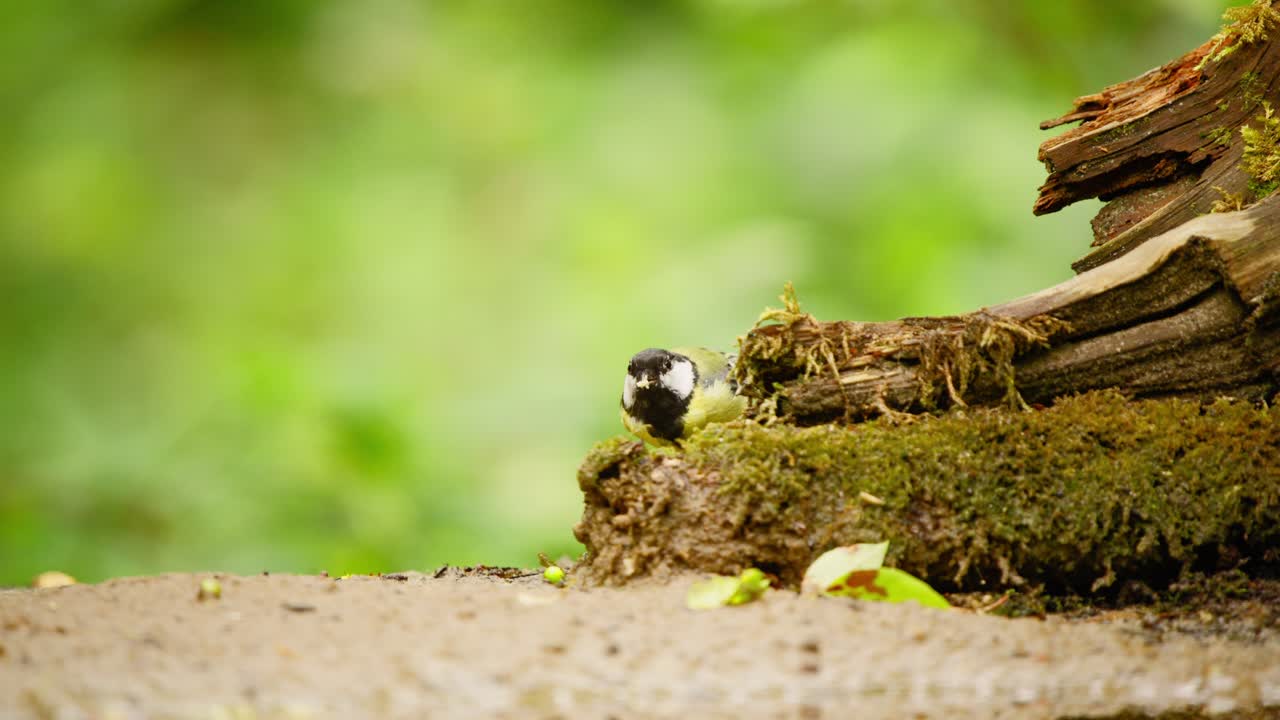 gran tit en friesland países bajos vista frontal de la cabeza negra y el pico picoteando madera rota