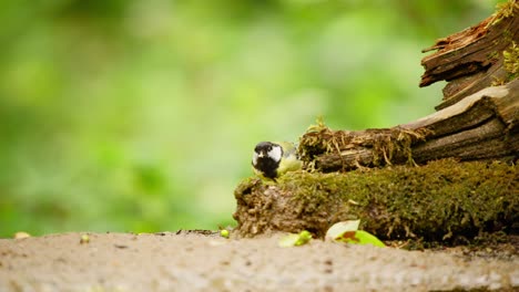 Great-Tit-in-Friesland-Netherlands-frontal-view-of-black-head-and-beak-pecking-at-broken-wood