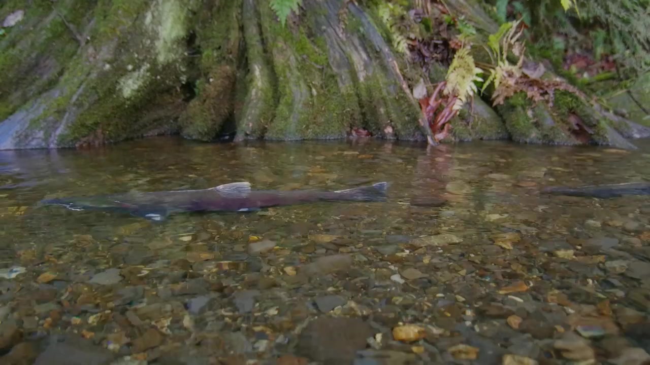 Salmone Coho maschio in un ruscello poco profondo nel Pacifico nord-occidentale in Canada