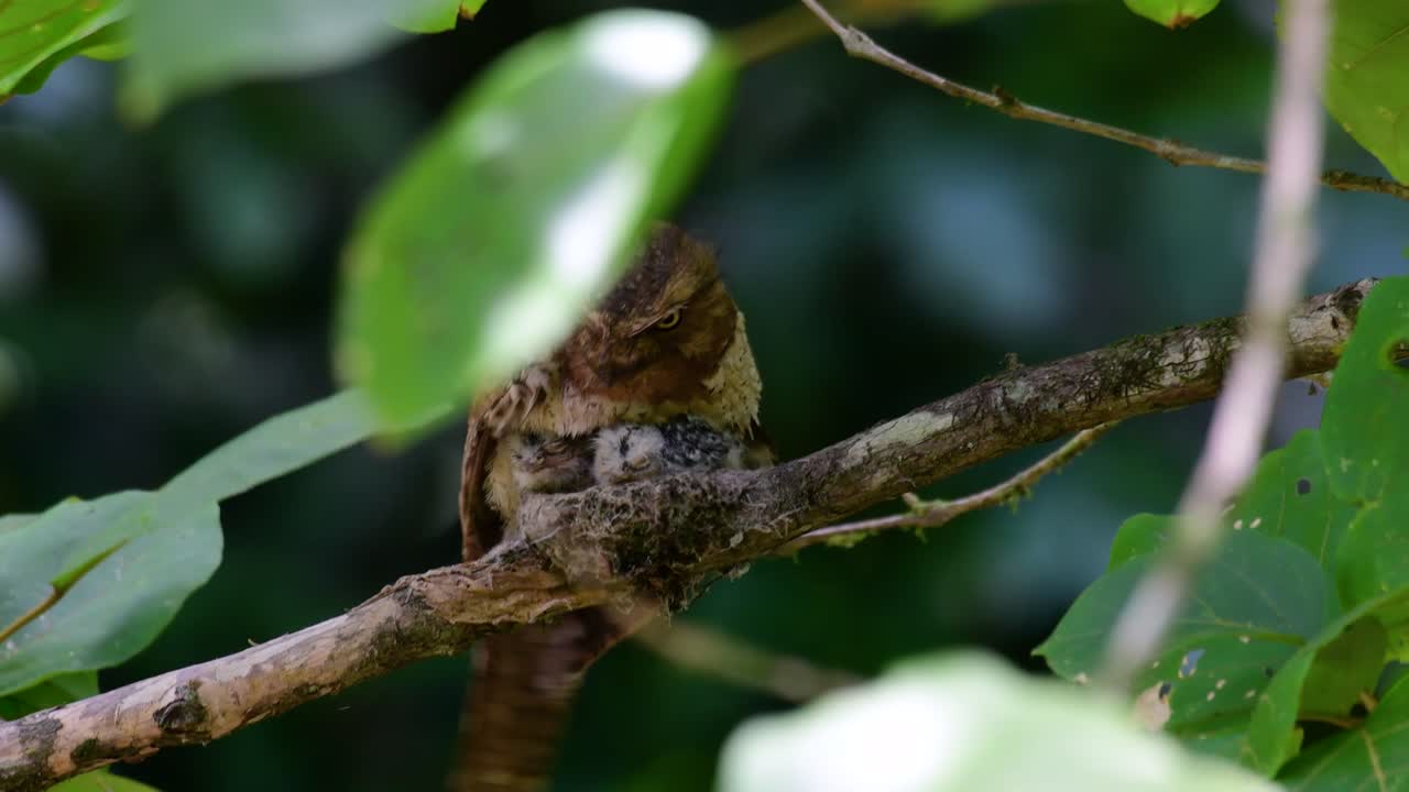 The Javan Frogmouth or Horsfield's Frogmouth is found in Thailand and other Asian countries