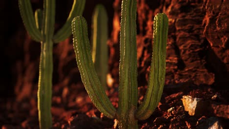 Cactus-En-El-Desierto-De-Arizona-Cerca-De-Piedras-De-Roca-Roja