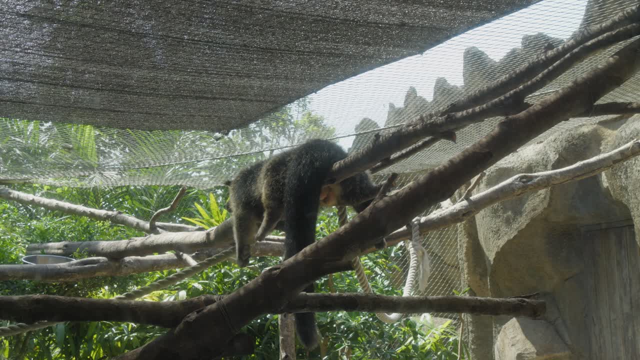 A sleeping binturong at the zoo - static shot