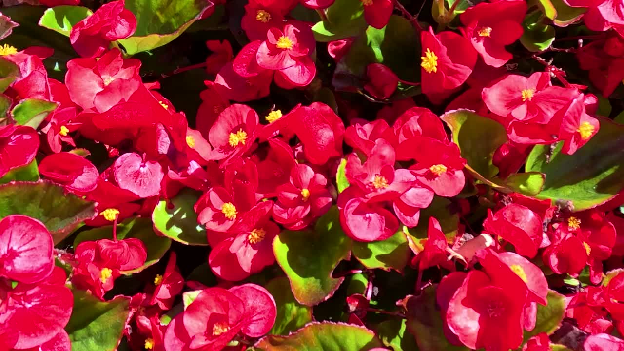 Un paneo lento de la cámara por un denso grupo de flores de begonia de color rojo brillante y hojas.
