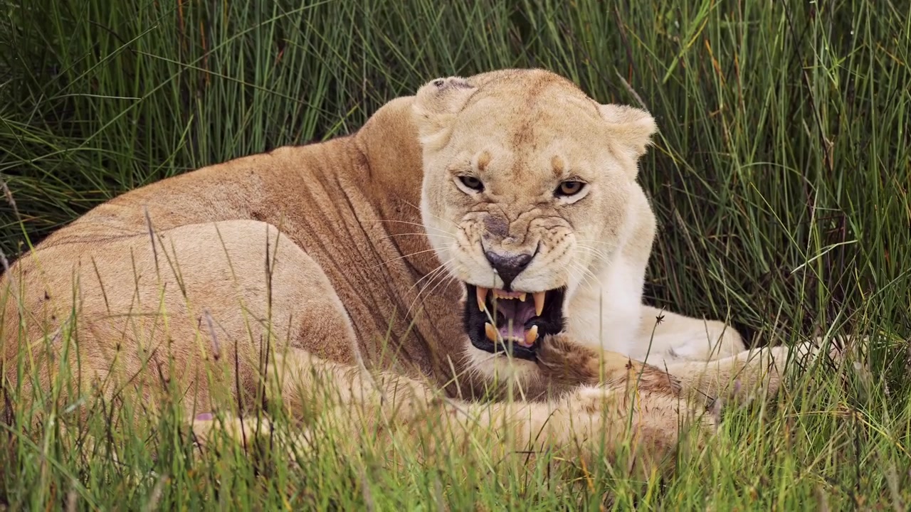 Lvi v Serengeti, Tanzanie, Afrika. Africká divočina na safari. Lví smečka s mládětem a lvicí matkou v rákosí v mokřadech