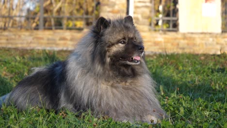 a fluffy keeshond dog with beautiful eyes lies on a green meadow, moves his right ear and turns his head from left to right