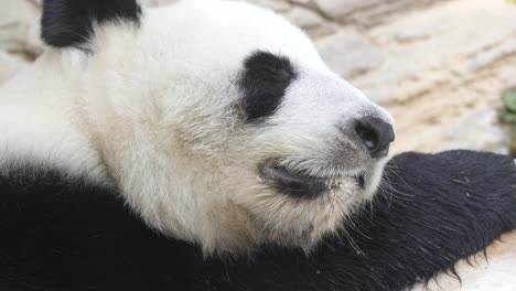 black panda at zoo