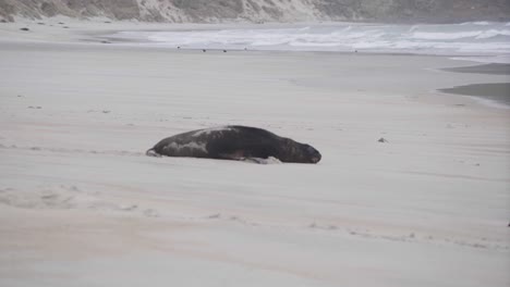 Sea-lion-walking-along-isolated-beach-in-New-Zealand