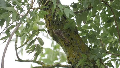 el treecreeper eurasiático sube al tronco del árbol