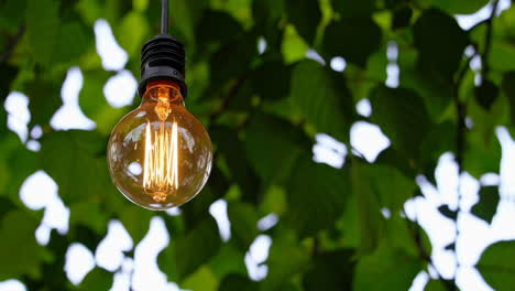 vintage edison bulb hanging from tree