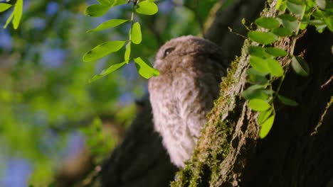 Pequeño-Búho-Sentado-En-Una-Rama-De-árbol-Tomando-El-Sol,-ángulo-Lateral