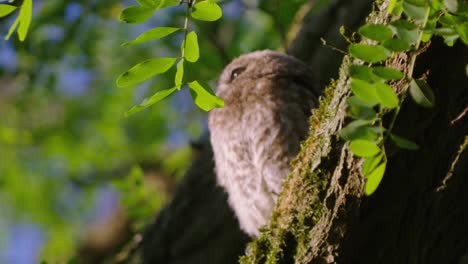 little owl sitting on a tree branch basking in the sun, side angle