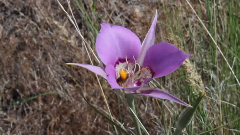 bee covered in yellow pollen visits purple mariposa lily on windy day