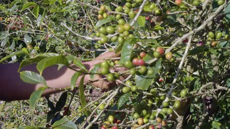 un agricultor recoge granos maduros de un cafeto en una plantación en el salvador