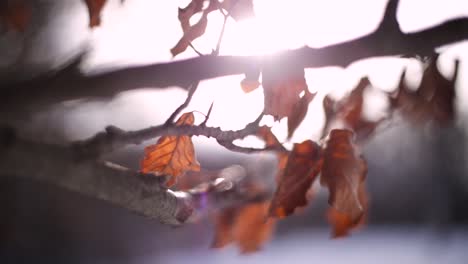 colorful leaves in the winter location: normafa, budapest, hungary recorded with a canon 6d, leica 50mm 1