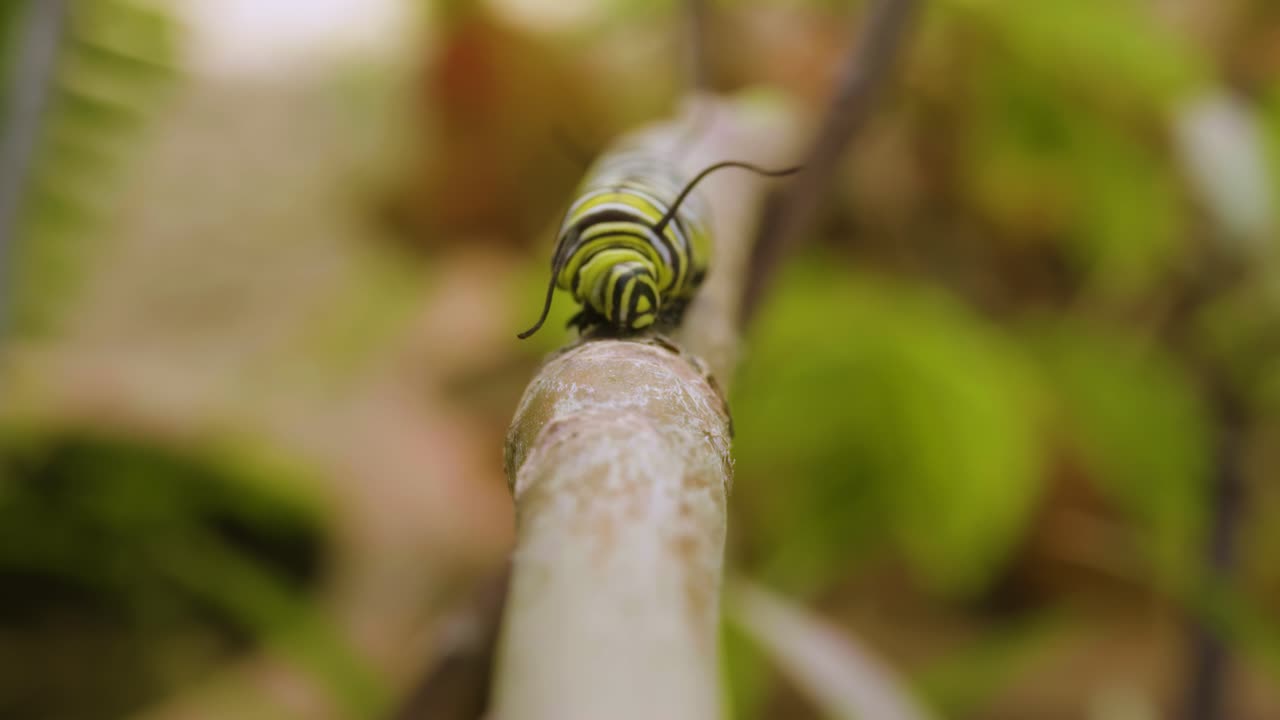 una oruga a rayas se arrastra hacia la cámara en una ramita, mostrando los fascinantes detalles de su movimiento y patrones