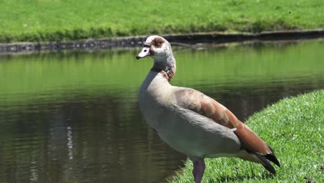 single adult egyptian goose standing on green grass near calm lake on a sunny day