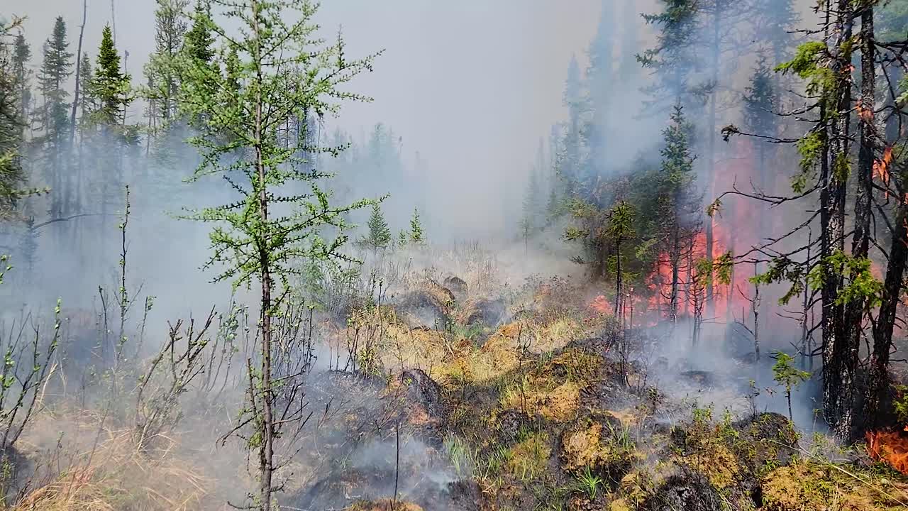 Incendio boschivo che brucia alberi in una foresta, con molte fiamme e fumo grigio che si alzano, in Alberta, Canada.