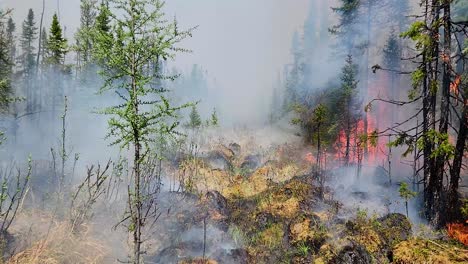 wildfire burning trees in a forest, with many flames and grey smoke coming up, in alberta, canada